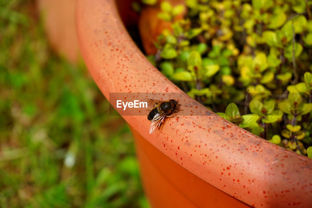 CLOSE-UP OF A LADYBUG ON HAND