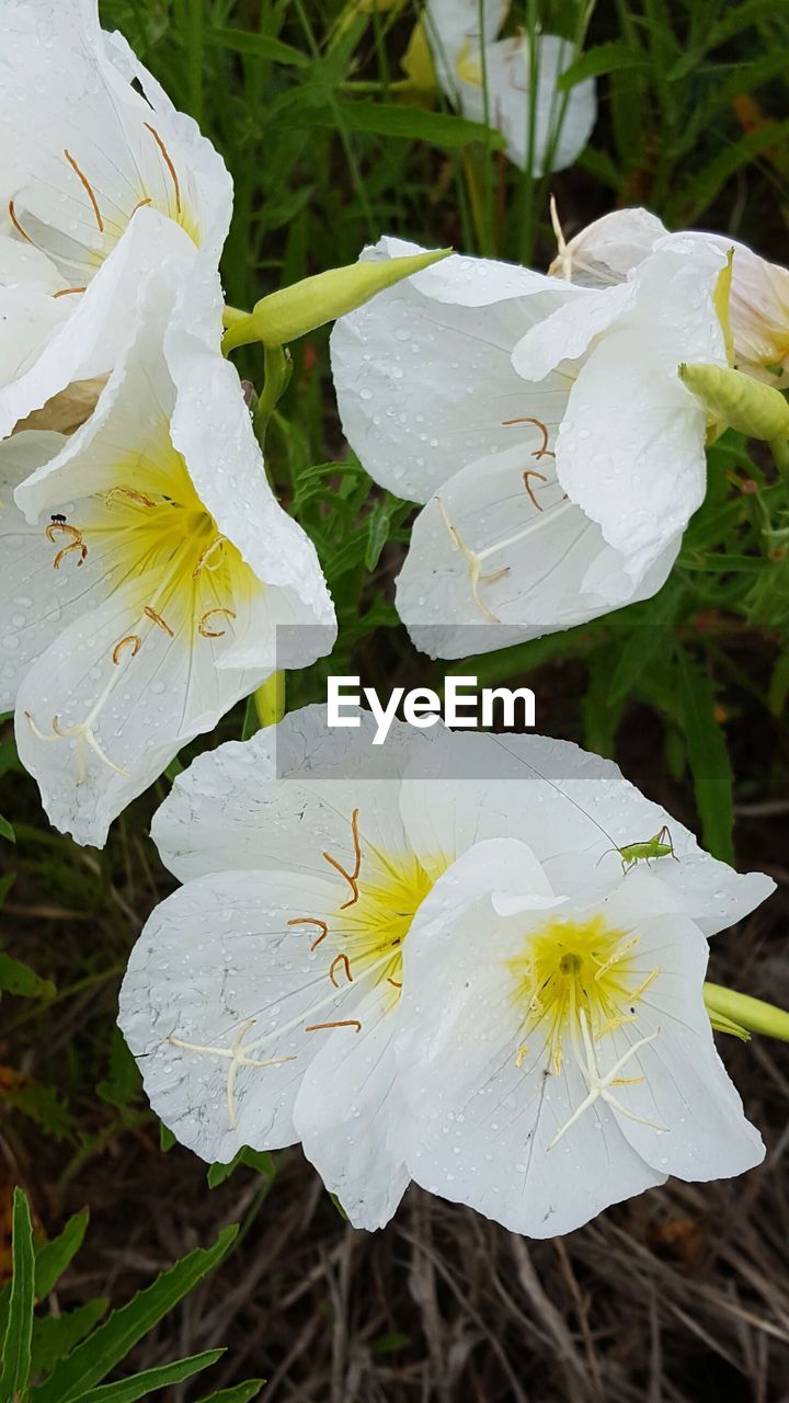 CLOSE-UP OF WHITE FLOWERS BLOOMING