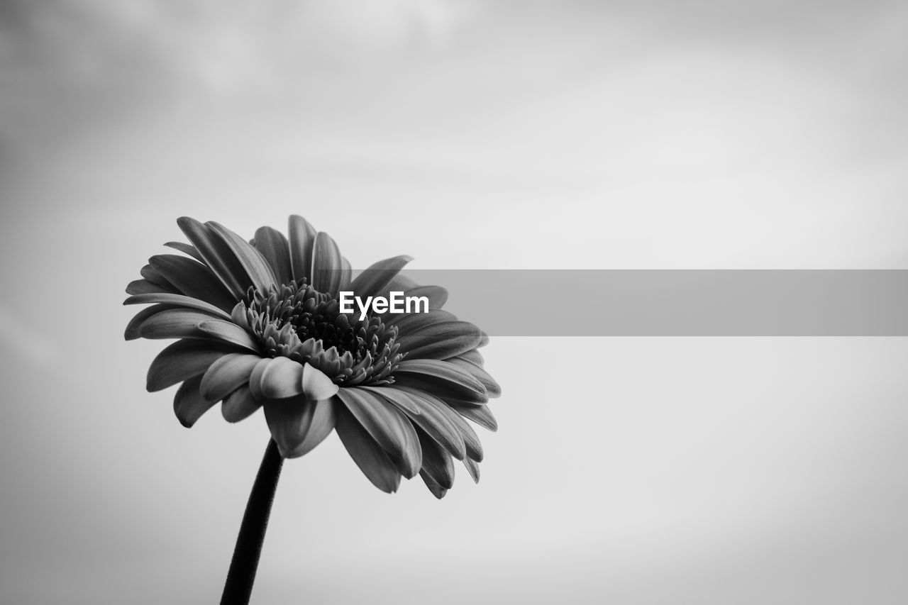 Low angle view of flowering plant against sky