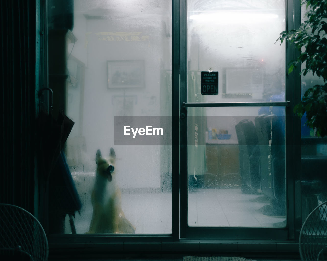 View of dog sitting behind glass indoors