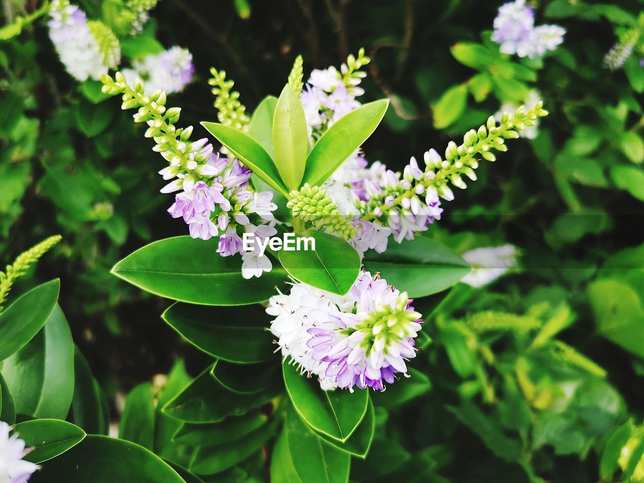 Close-up of purple flowering plant