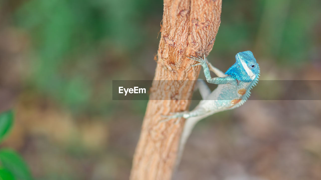 CLOSE-UP OF INSECT ON PLANT