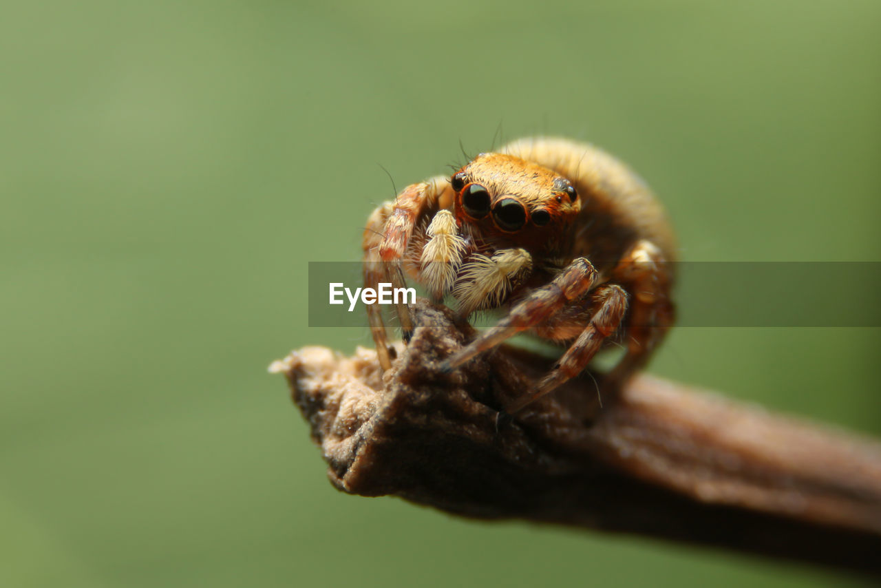 Close-up of spider on twig