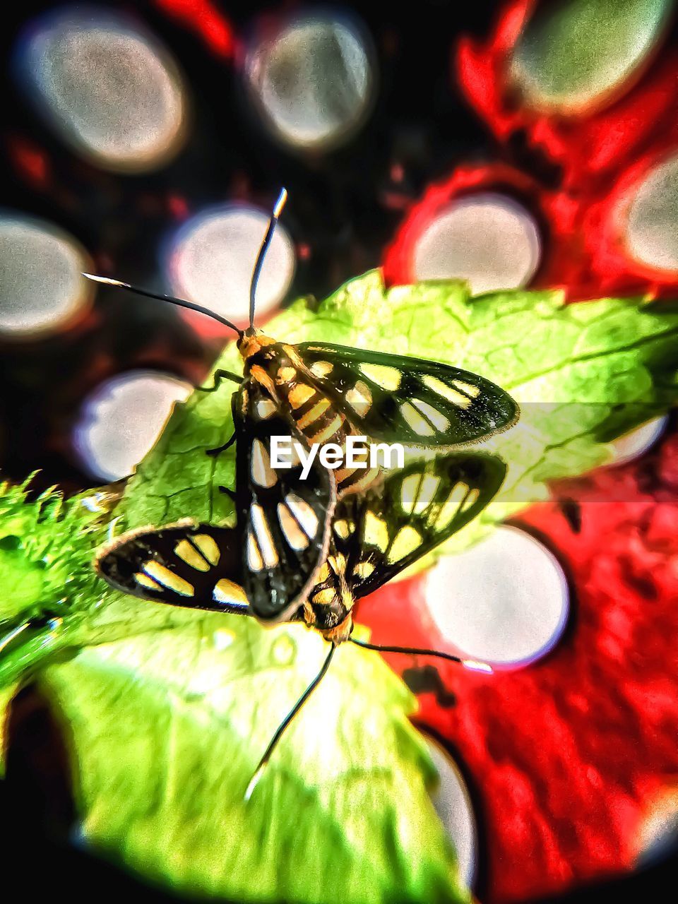 CLOSE-UP OF BUTTERFLY ON LEAVES