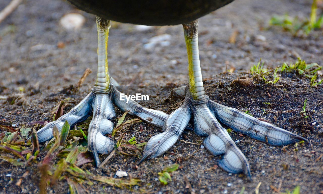Low section of webbed feet coot