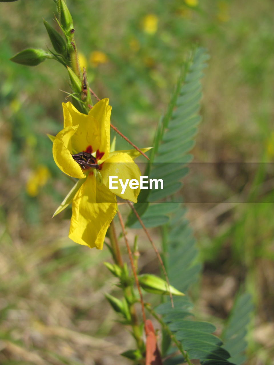 CLOSE-UP OF BEE POLLINATING ON YELLOW FLOWER