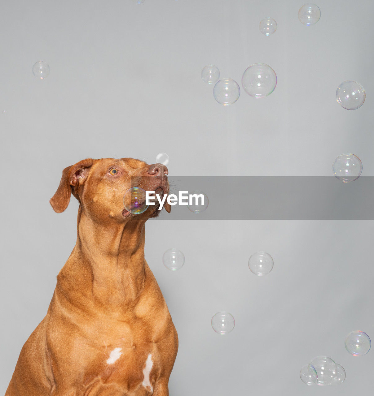 pet, dog, canine, domestic animals, animal themes, one animal, mammal, bubble, animal, studio shot, no people, indoors, water, wet, gray background, nature, carnivore, motion, brown, colored background