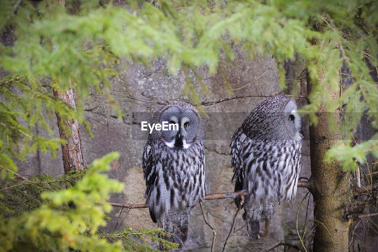 Owls perching on a tree