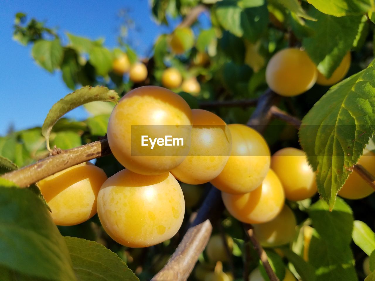 Close-up of fruits growing on tree