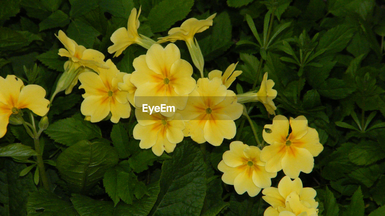 CLOSE-UP OF YELLOW FLOWER