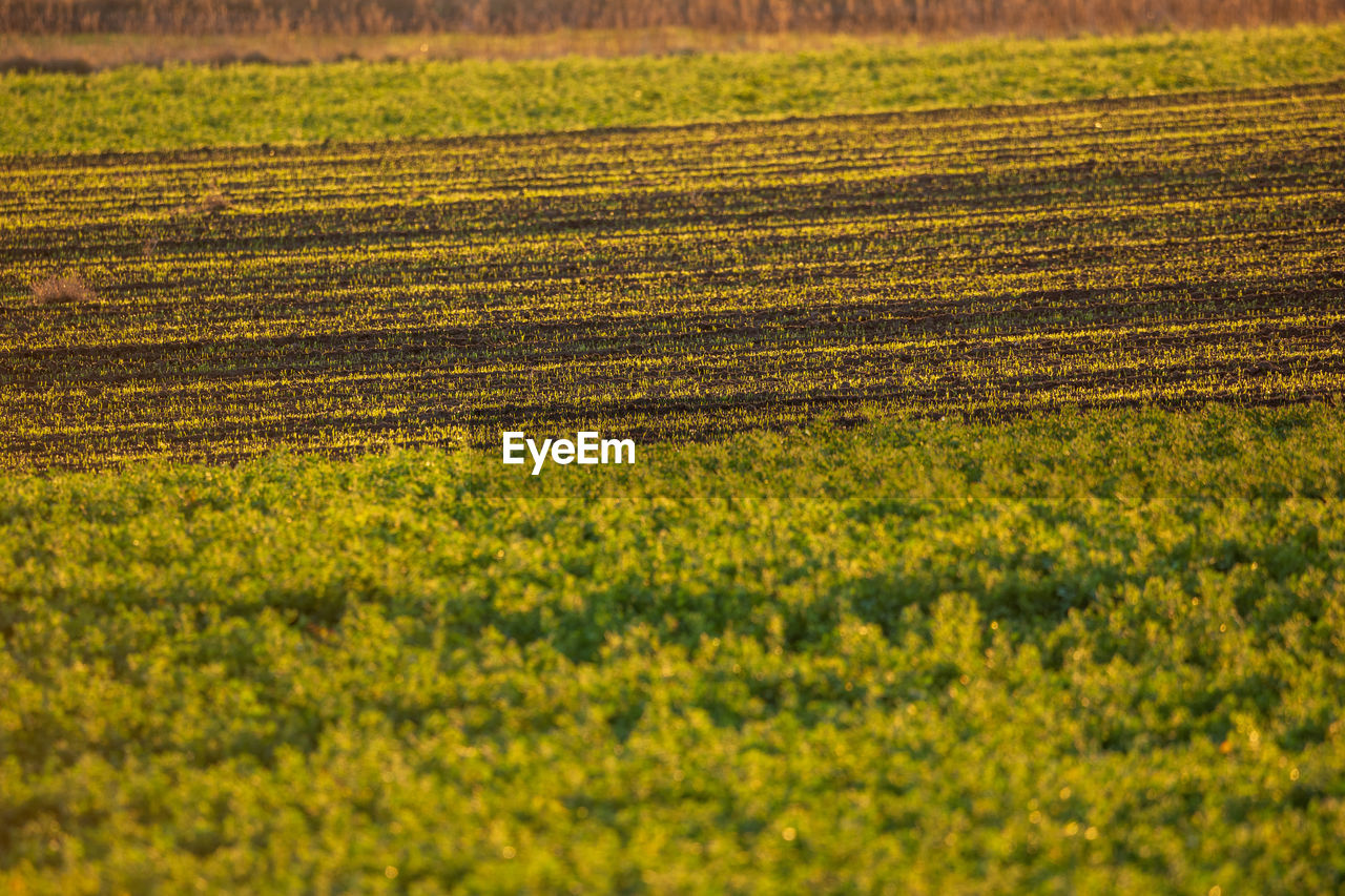 Scenic view of field