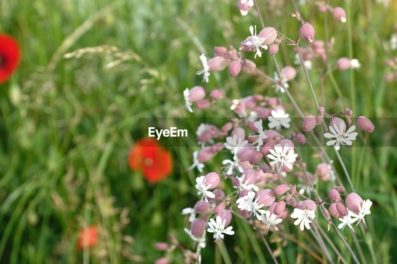 Close-up of pink flowering plant