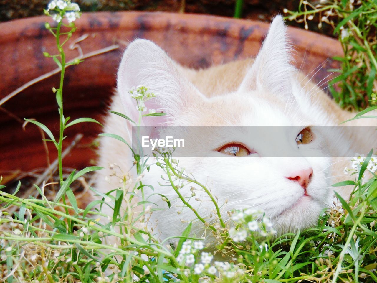 CLOSE-UP PORTRAIT OF WHITE CAT ON GRASS