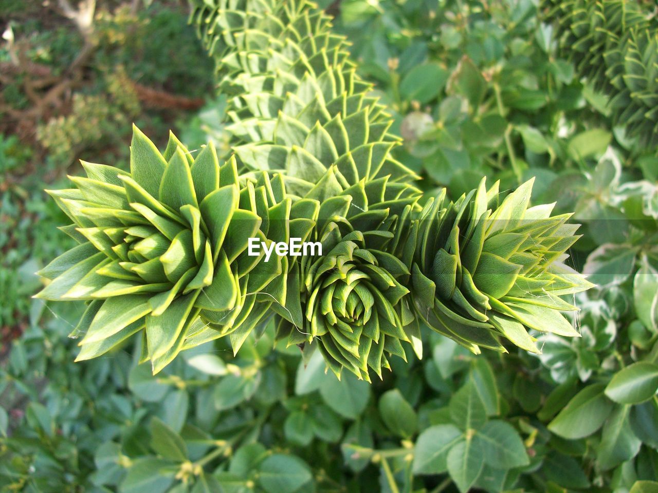 Close-up of fresh green plant