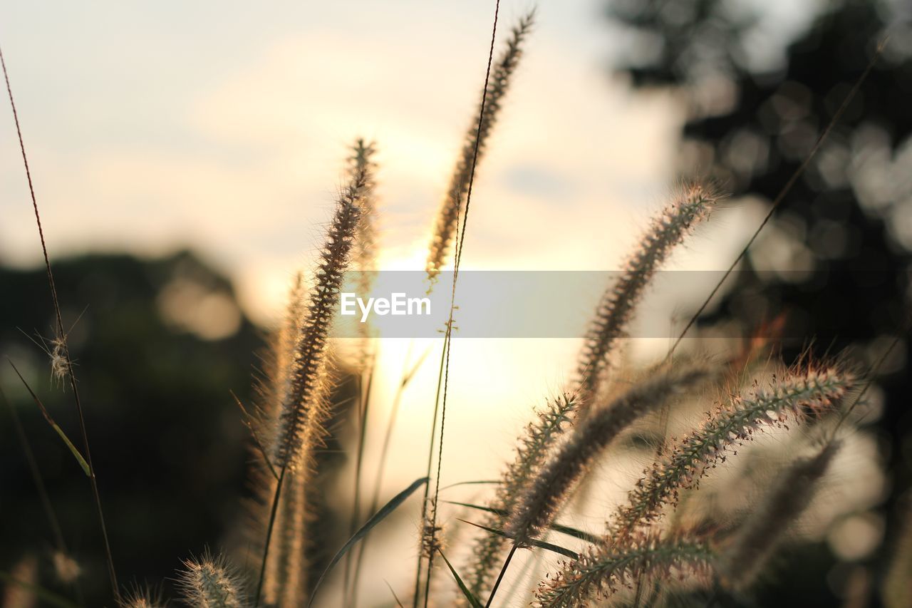 Close-up of reed grass growing on field against sky