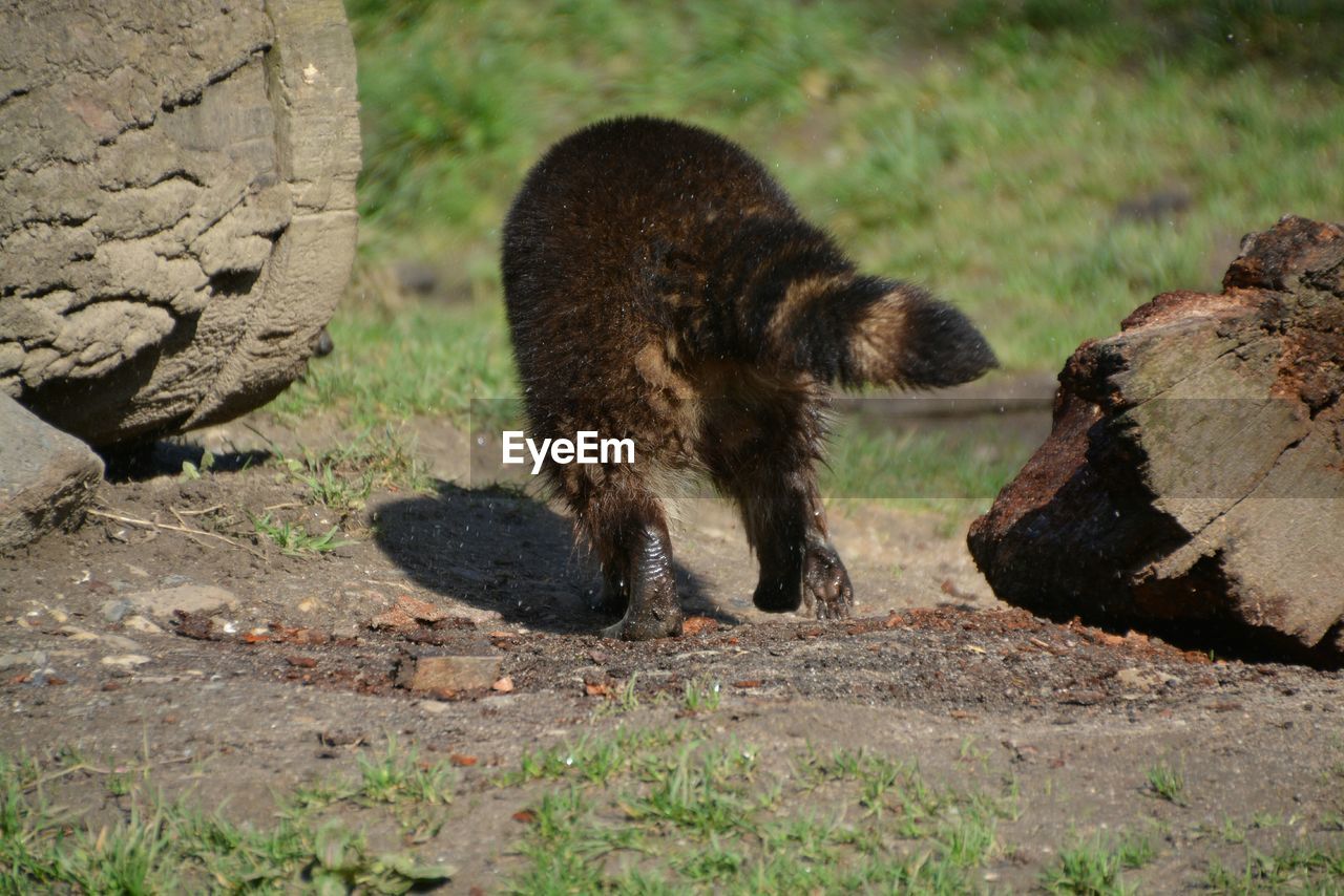 Raccoon walking on field