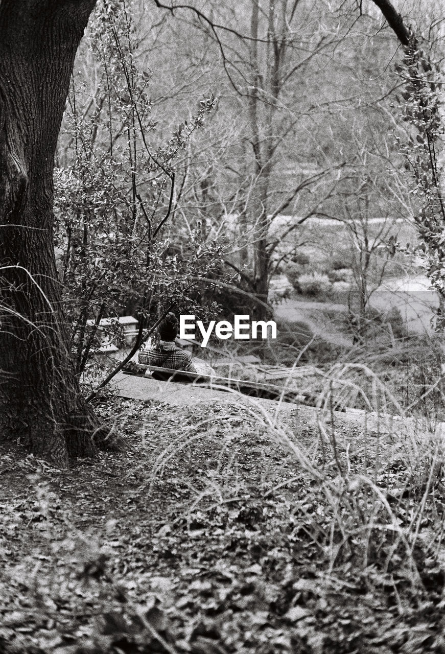 VIEW OF BARE TREES IN FOREST