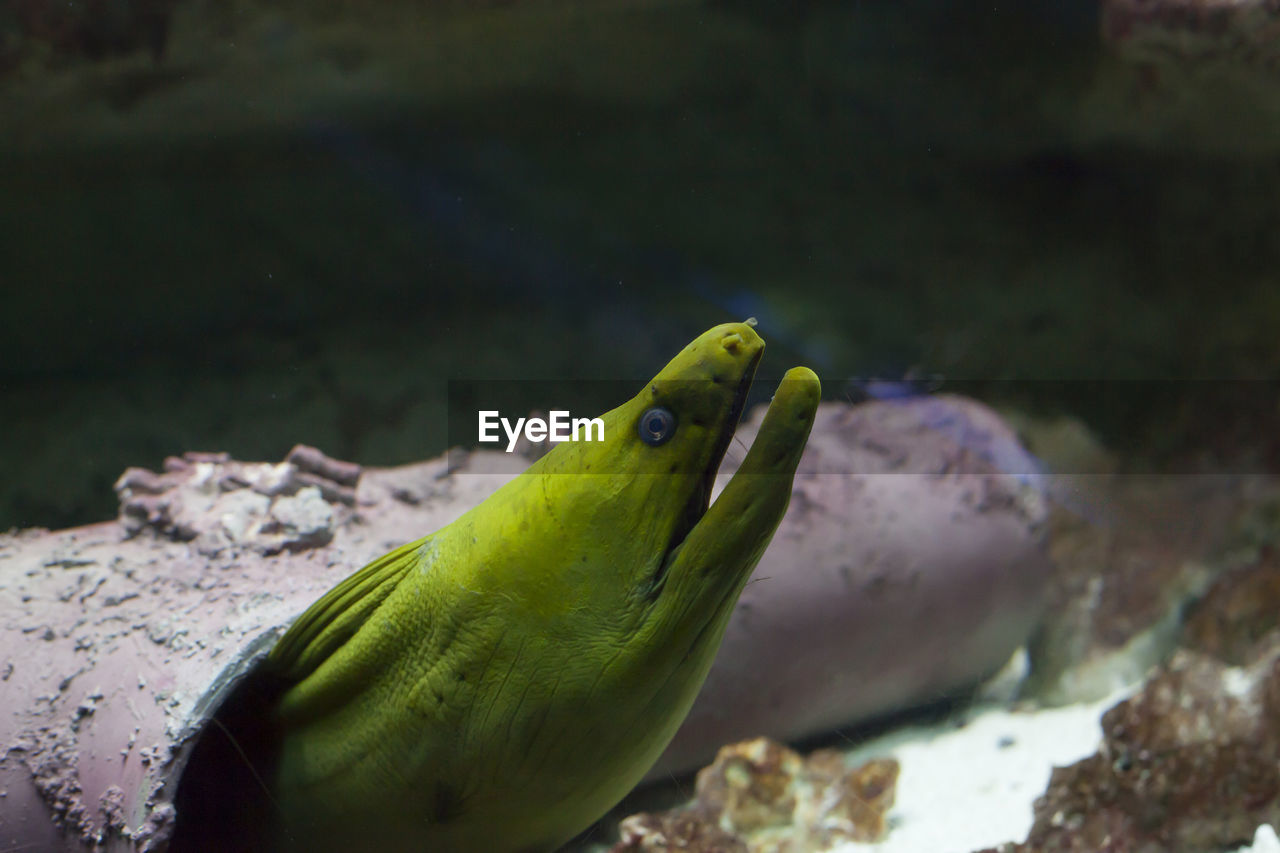 CLOSE-UP OF FISH SWIMMING