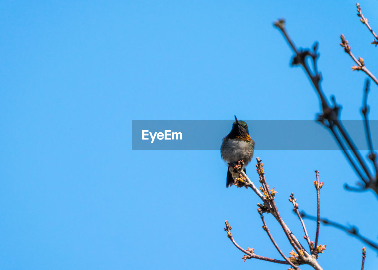 LOW ANGLE VIEW OF BIRD PERCHING ON BRANCH AGAINST SKY