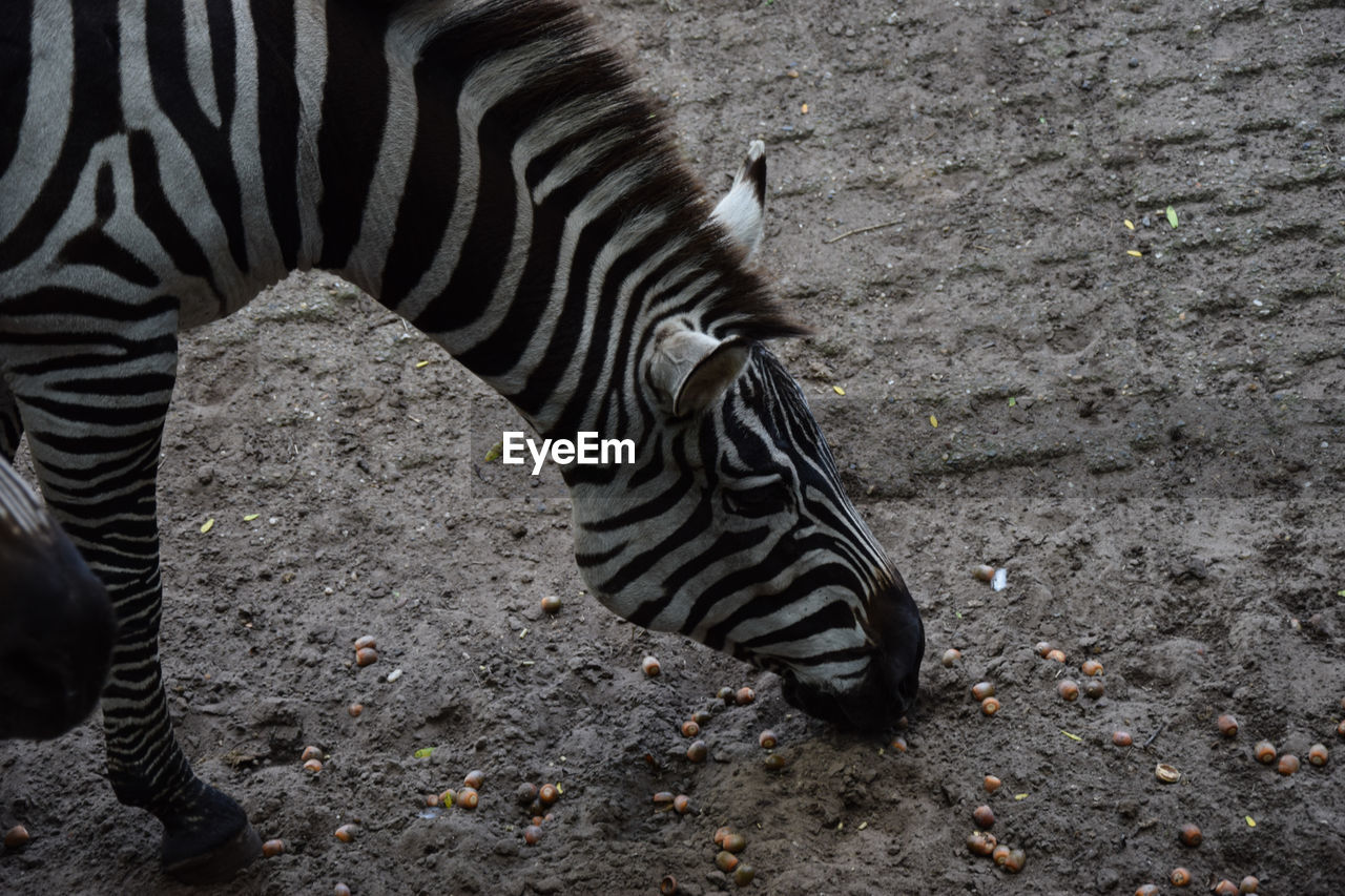 HIGH ANGLE VIEW OF ZEBRA