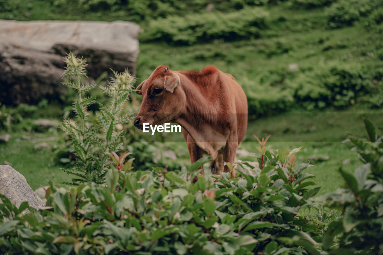 animal themes, animal, mammal, grass, wildlife, one animal, plant, nature, flower, animal wildlife, domestic animals, pasture, cattle, no people, meadow, pet, livestock, rural area, day, cow, standing, green, land, grazing, outdoors, wilderness, field, brown, domestic cattle, growth