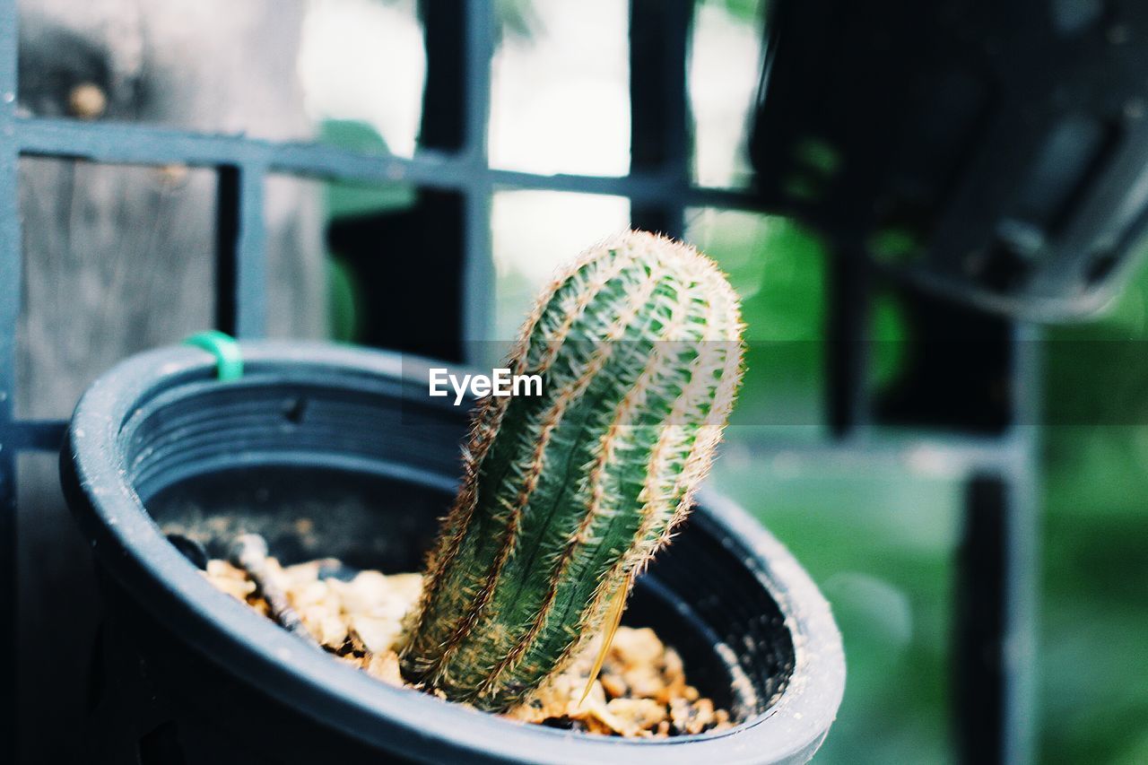 Close-up of cactus in flower pot