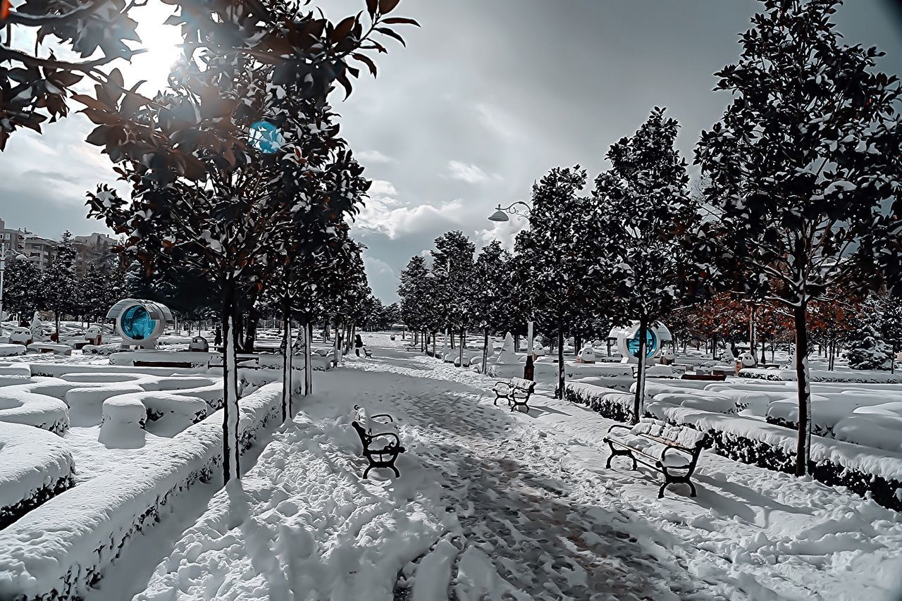 TREES ON SNOW COVERED LANDSCAPE