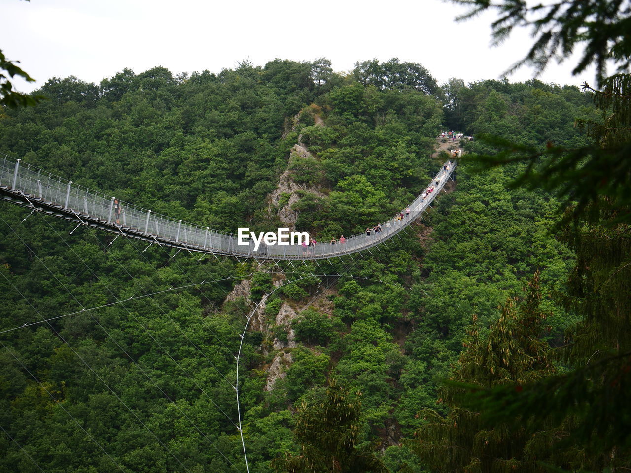 HIGH ANGLE VIEW OF TREES AND PLANTS GROWING IN FOREST