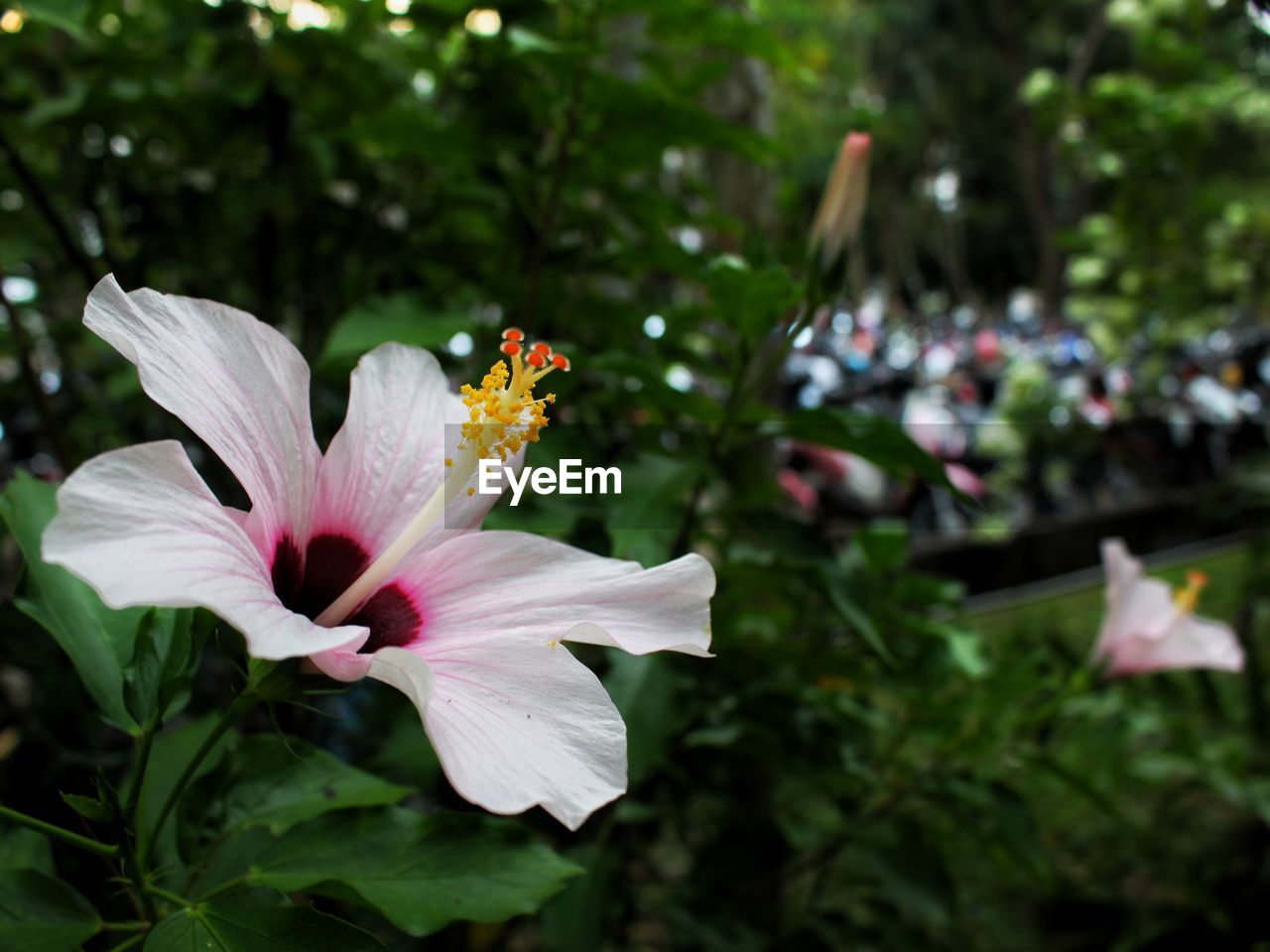 Close-up of white flowering plant