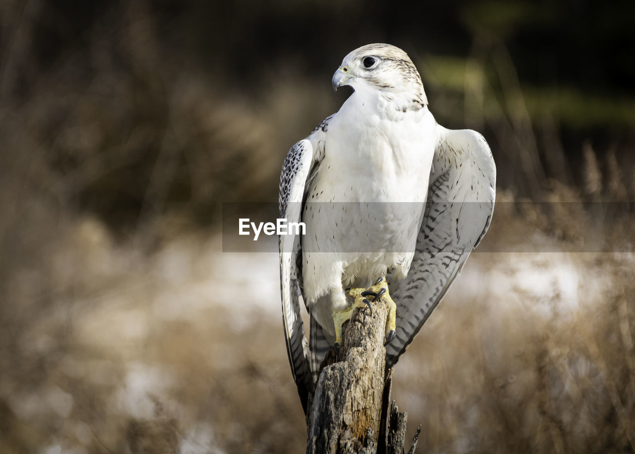 Arctic gyrfalcon is perching on a pole.