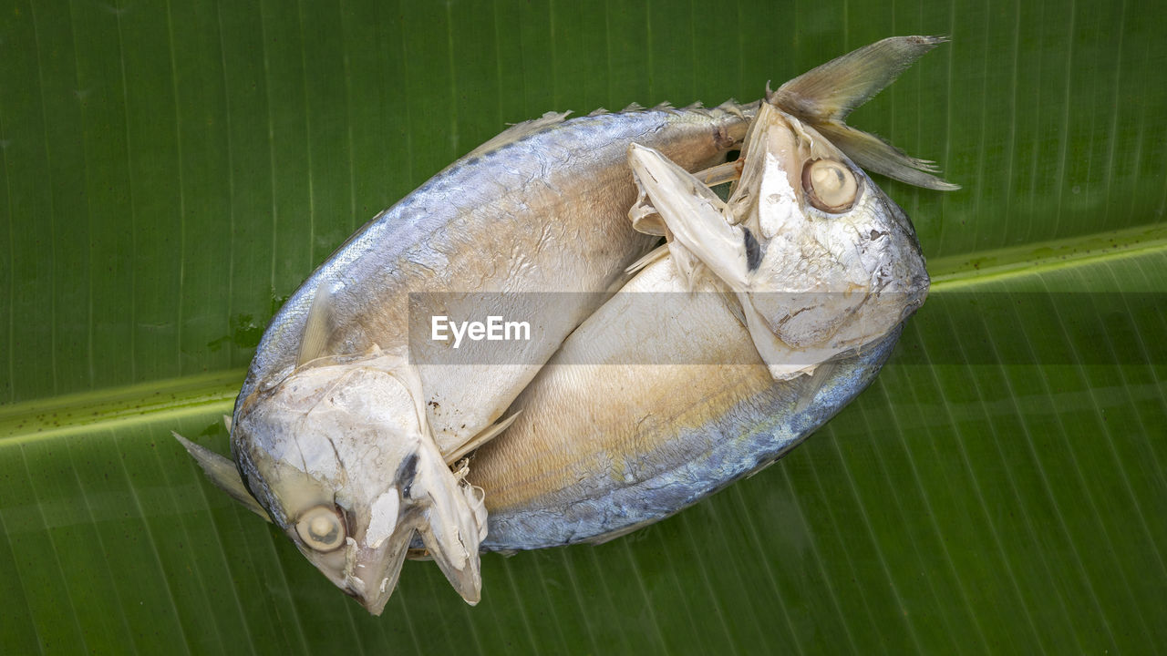 HIGH ANGLE VIEW OF TURTLE