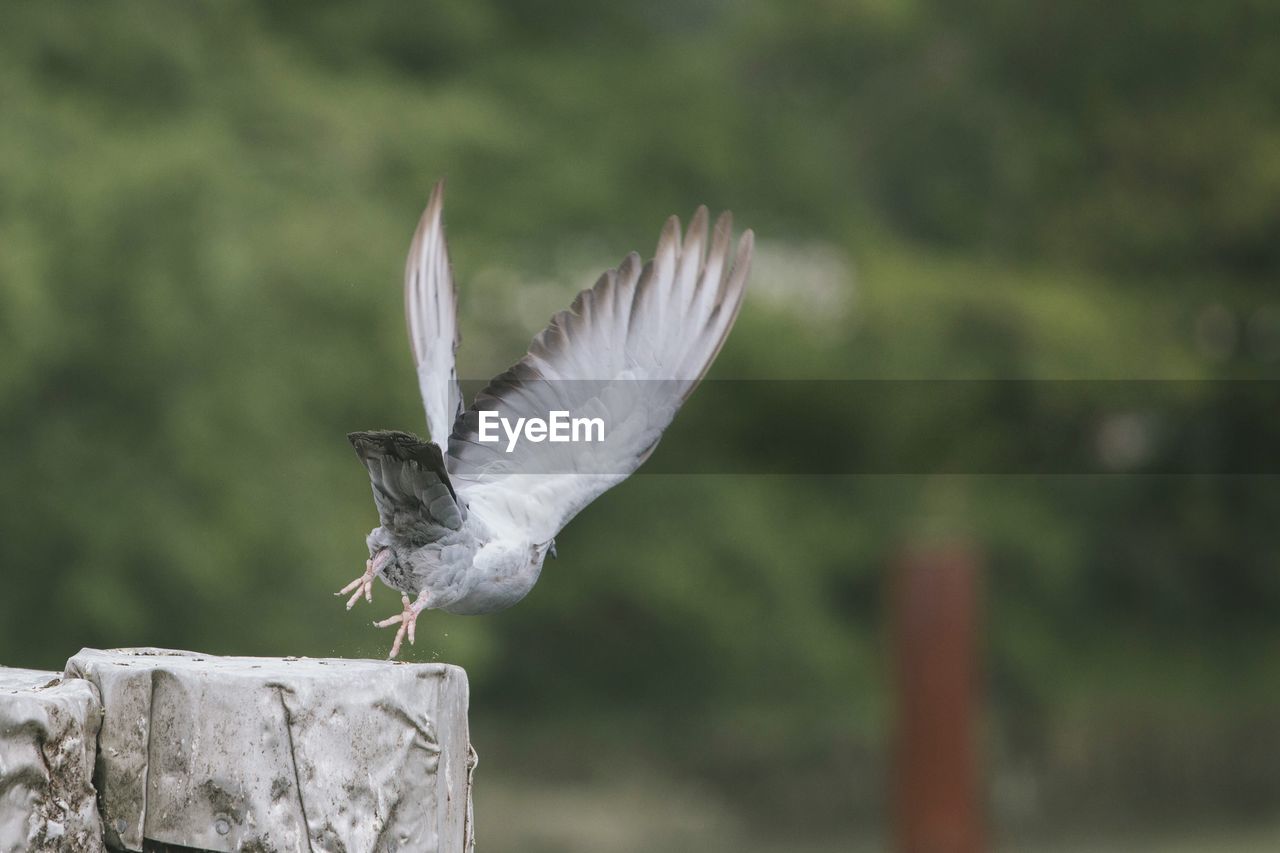 Low angle view of bird taking off