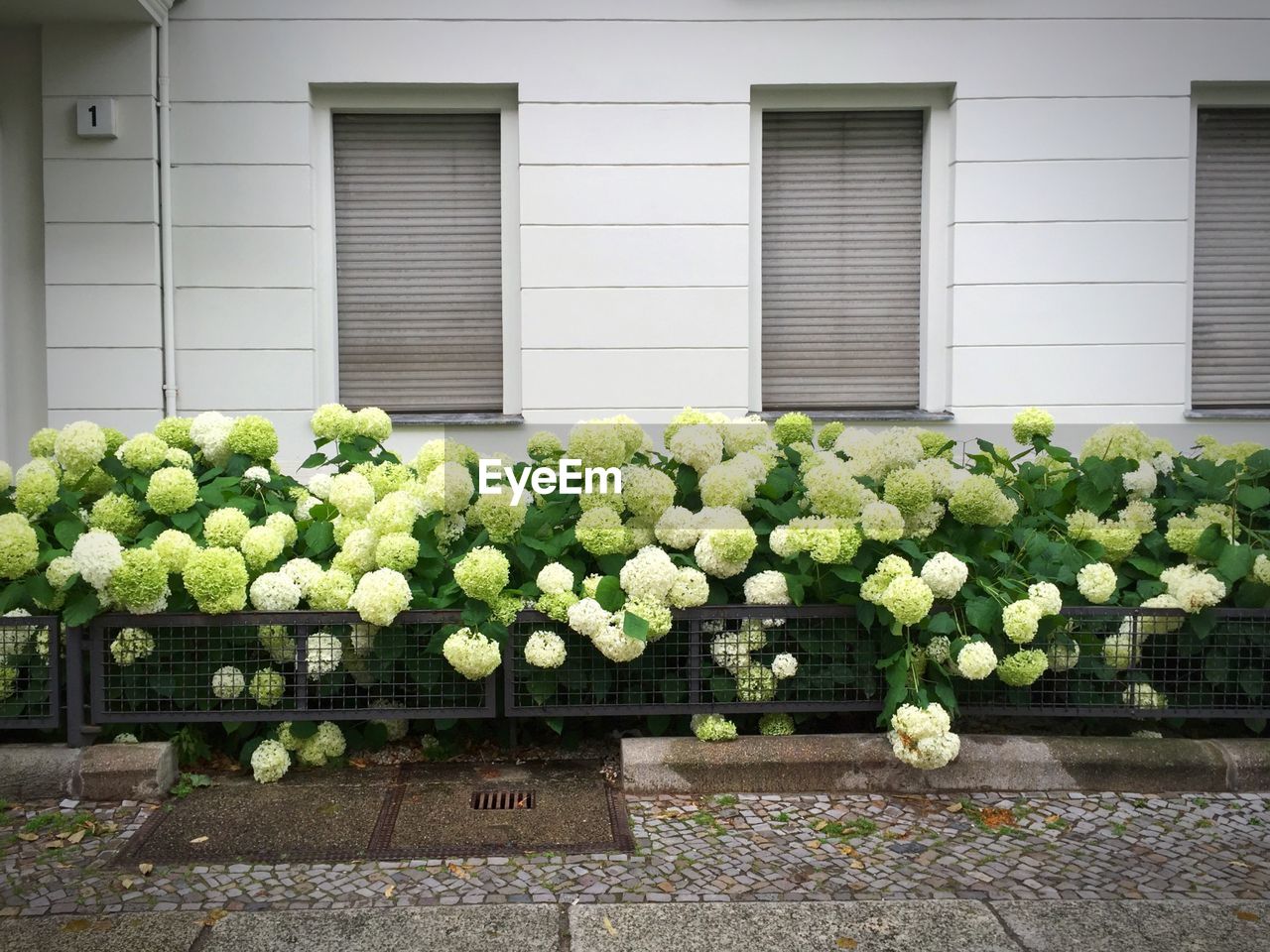 Hydrangeas blooming against building