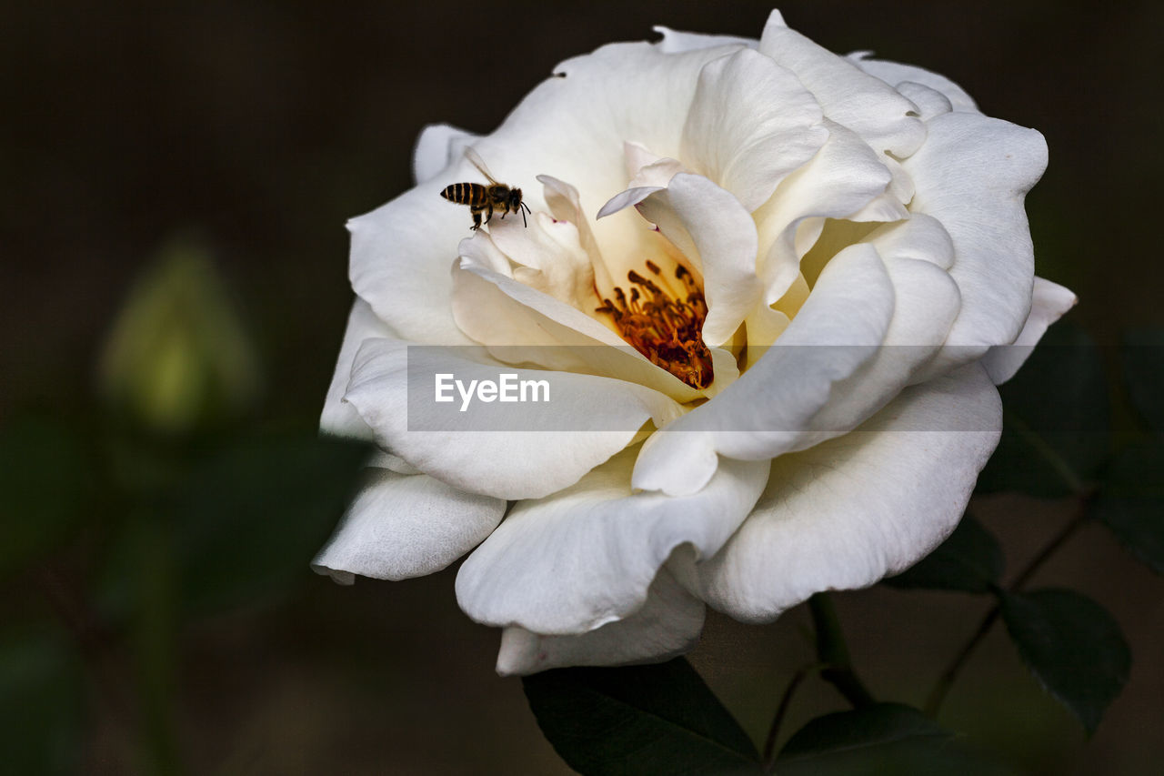 Close-up of white rose flower