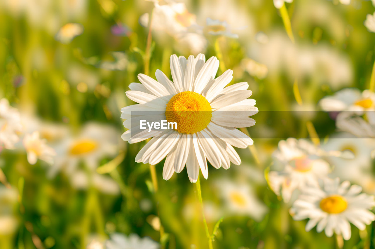 Close-up of white daisy flower