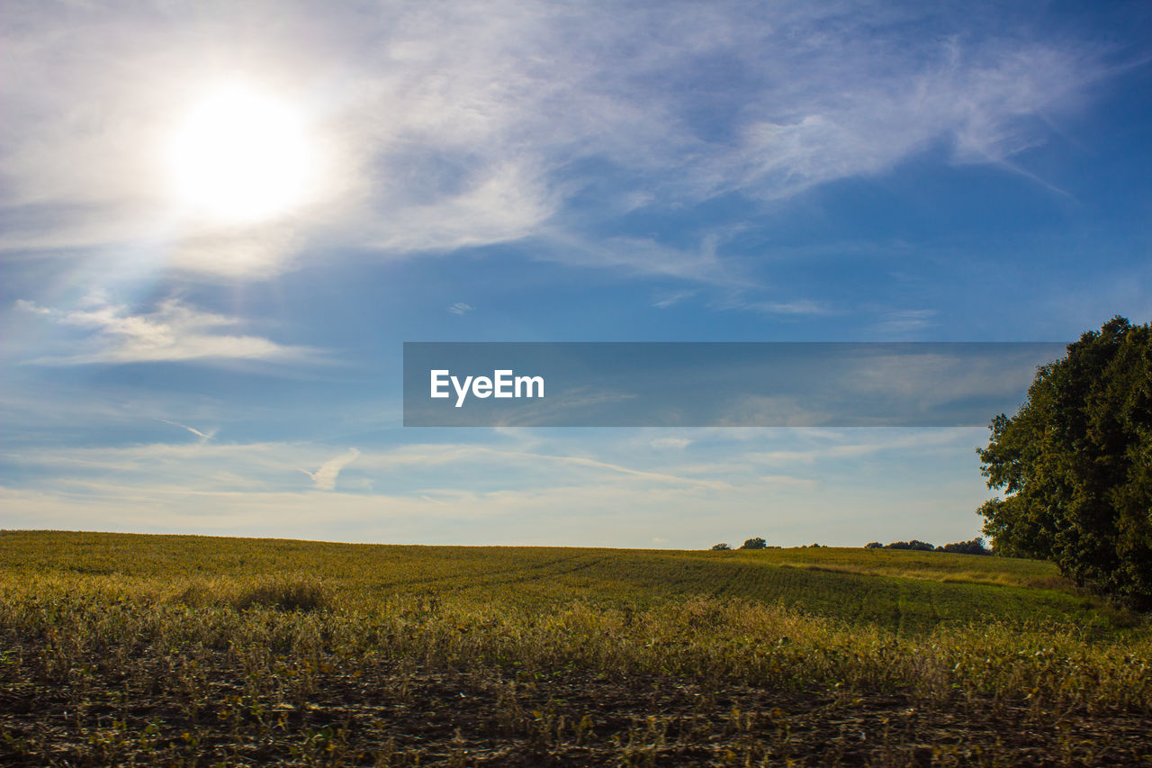 Scenic view of field against sky