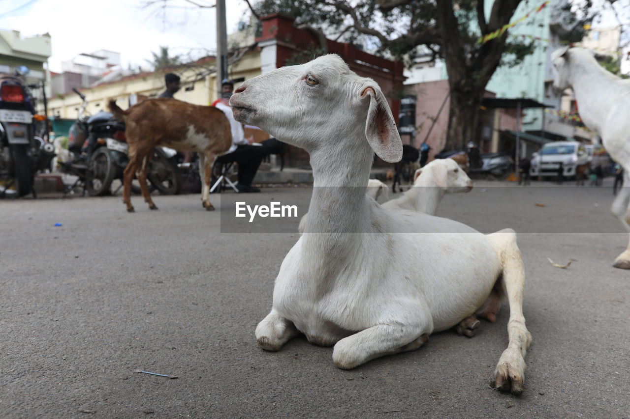 animal themes, animal, mammal, domestic animals, pet, group of animals, livestock, street, city, road, animal wildlife, transportation, day, nature, city street, architecture, outdoors, white