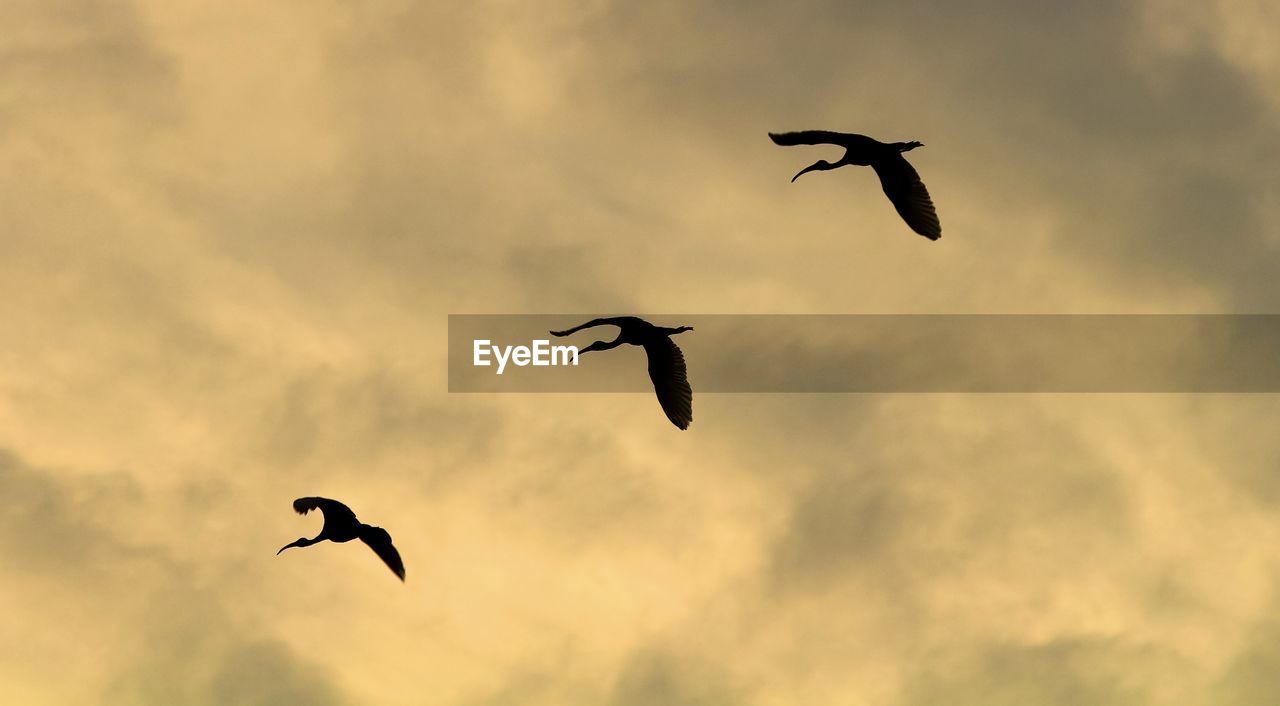 Common cranes at sunset