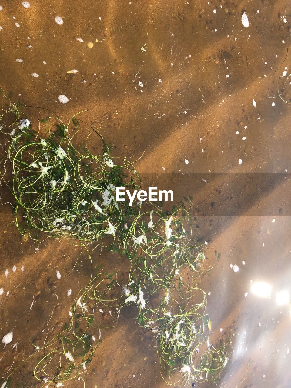 HIGH ANGLE VIEW OF PLANTS AND LAKE IN WATER
