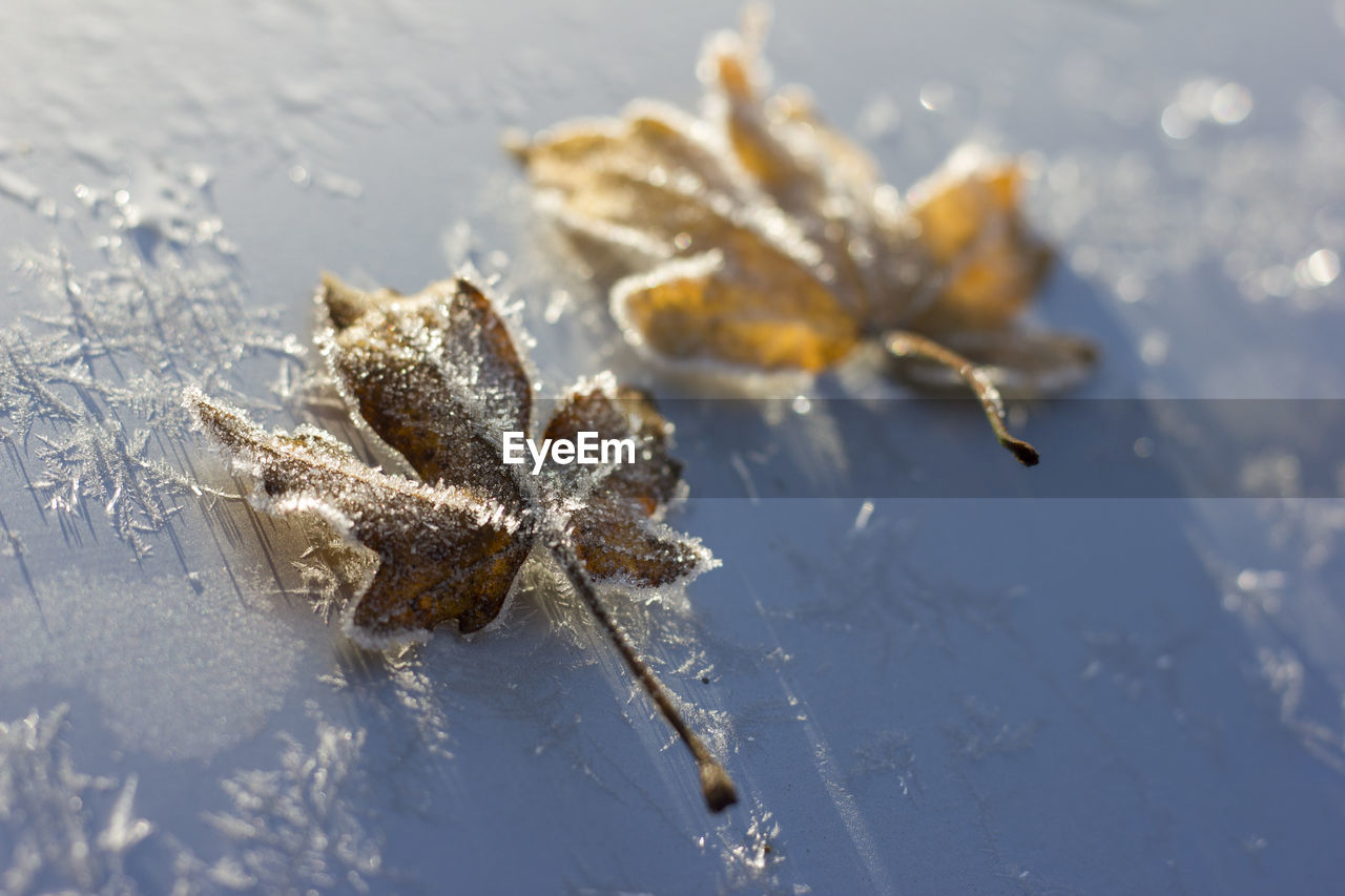 Close-up of frozen leaf on land