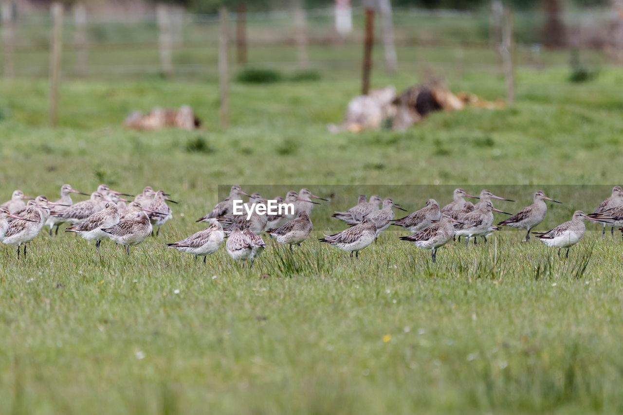 FLOCK OF BIRDS ON GRASS