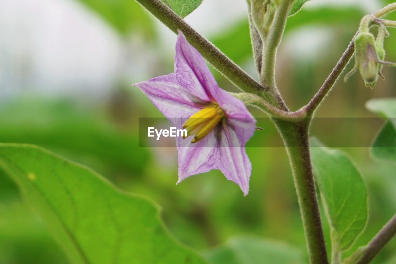 Close-up of purple flowering plant. the flower of eggplant.