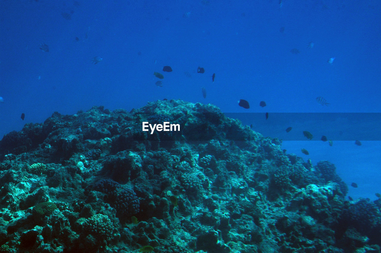 VIEW OF FISHES SWIMMING UNDERWATER