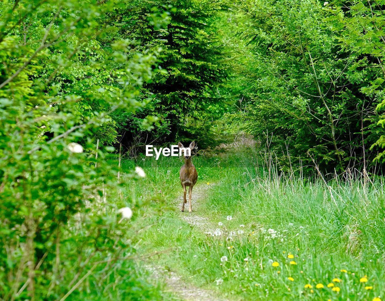 GIRAFFE RUNNING IN FOREST