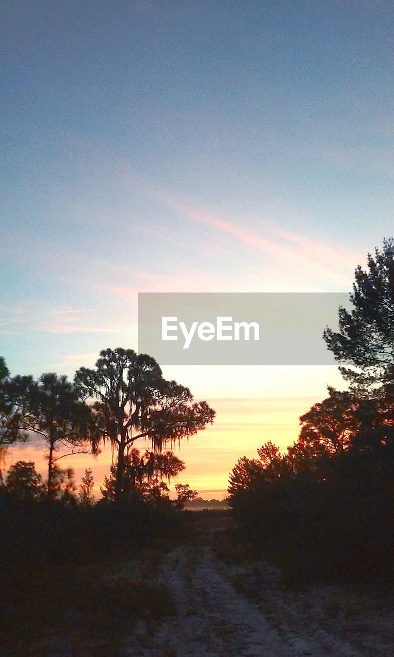 Low angle view of silhouette trees against sky during sunrise