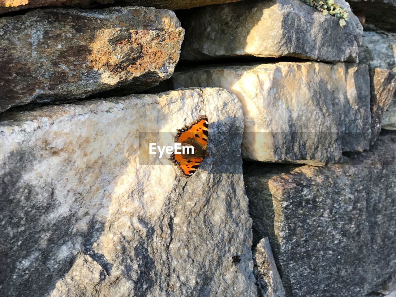 HIGH ANGLE VIEW OF LADYBUG ON ROCKS