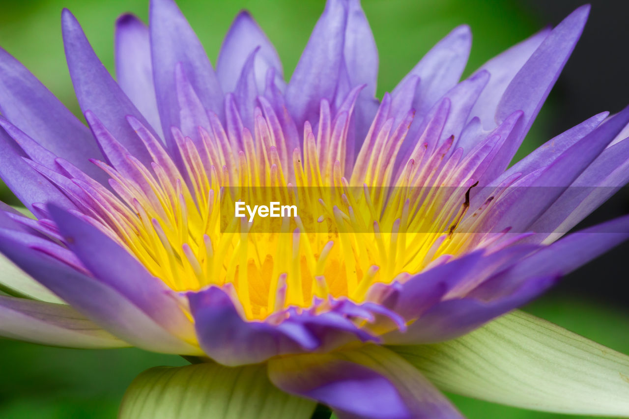 flower, flowering plant, plant, freshness, beauty in nature, fragility, petal, close-up, flower head, purple, inflorescence, macro photography, nature, growth, yellow, aquatic plant, water lily, no people, water, pollen, vibrant color, blossom, springtime, pink, outdoors, macro, selective focus, focus on foreground, leaf, wildflower