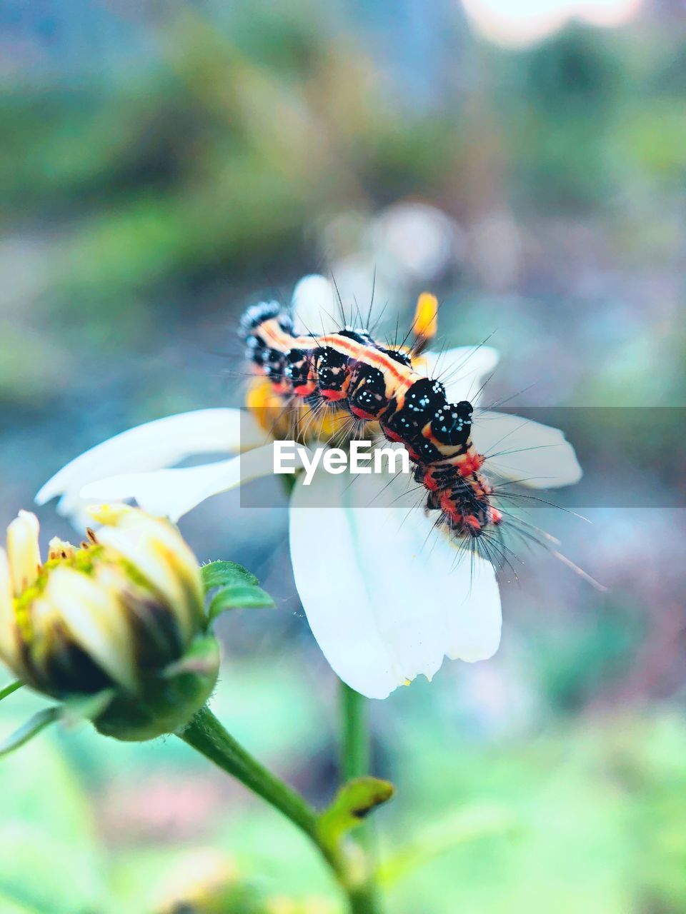 CLOSE-UP OF HONEY BEE POLLINATING FLOWER