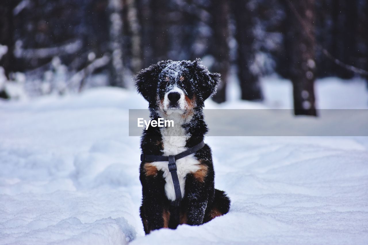 Bernese mountain dog in winter forest in ukraine