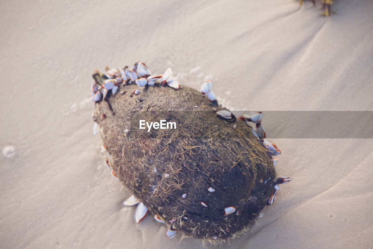 Barnacles on coconut